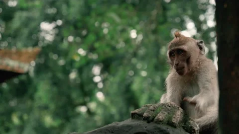 Long tailed balinese monkey, 4K Stock Footage 137019992