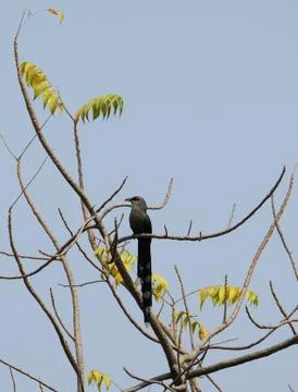 Long-tailed Bird Foto stock