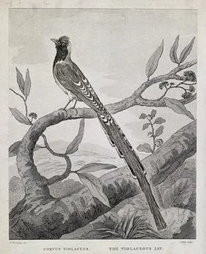 A long-tailed bird: the violaceous jay (Corvus violaceus). Etching by Noble.. Stock Illustration