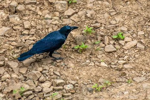 Long tailed Black crow Stock Photos