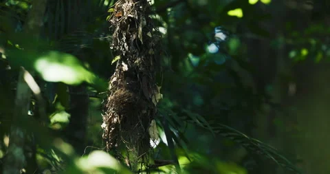 Long-tailed broadbill couple build nest in deep forest Video stock 334043385