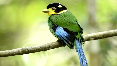 Long tailed broadbill perched on a tree branch in the rainforest Stock Footage 333738575