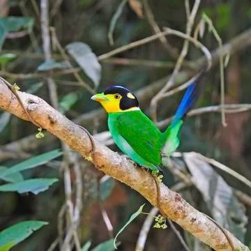 Long-tailed broadbill Stock Photos