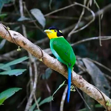 Long-tailed broadbill Stock Photos