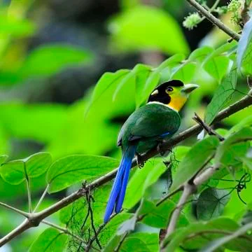 Long-tailed broadbill Stock Photos