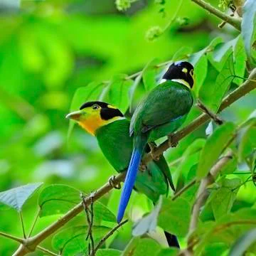 Long-tailed broadbill Stock Photos