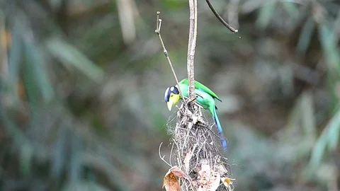 Long tailed broadbill on tree branch Stock Footage 94247606