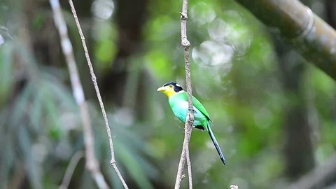 Long tailed broadbill on tree branch Stock Footage 94248084