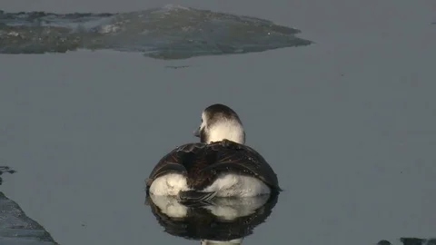 Long-tailed duck Stock Footage 79041291