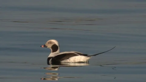 Long-tailed duck Stock Footage 79041459