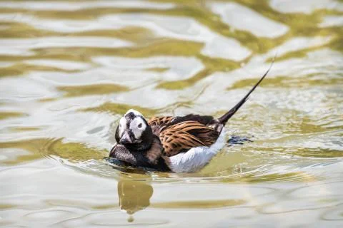 Long Tailed Duck Foto stock