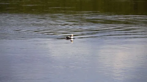 Long-tailed Duck rides the waves Stock Footage 245583845