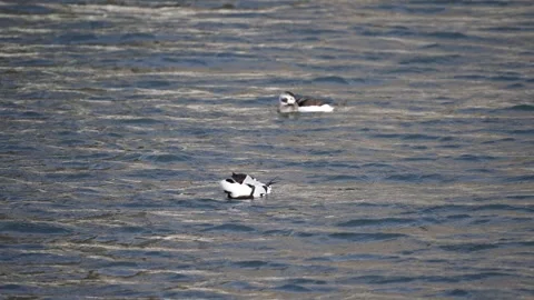 Long tailed Ducks grooming Stock-Footage 265172522