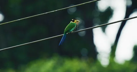 Long tailed green yellow blue Broadbill in its natural habitat nest building Stock Footage 335982406