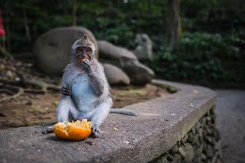 A long tailed grey monkey sitting and eating a fresh orange, UBUD MONKEY FOREST Stock Photos