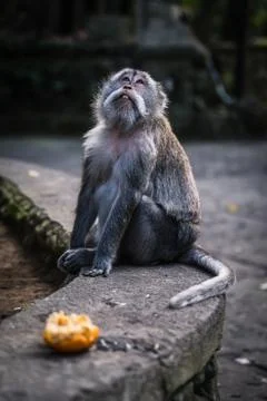 A long tailed grey monkey sitting on a wall and looking into the sky, Bali Stock Photos