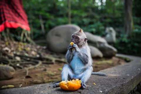 A long tailed grey monkey sitting on the wall and eating a fresh orange, Bali Stock Photos