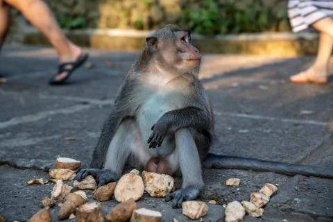 A long tailed grey monkey sitting on the ground eating food Stock Photos