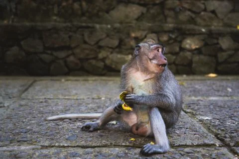 A long tailed grey monkey sitting on the ground eating food, looking away Stock Photos