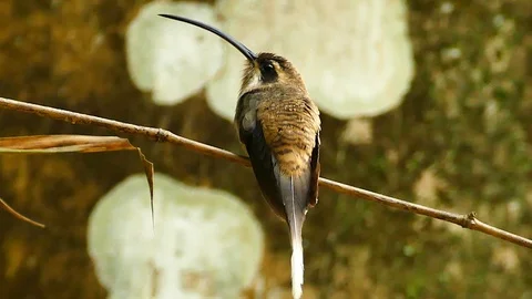 Long tailed hermit bird standing with wide tree trunk pure background Stock Footage 123555751