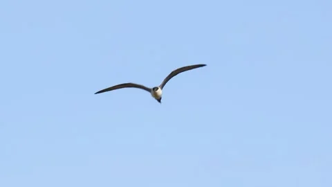 Long-tailed jaeger bird in flight Stock Footage 305188507