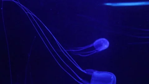Long tailed Jelly fish Video stock 153657644