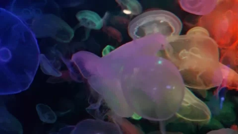 Long-tailed jellyfish playing with lights in water Stock Footage 259376308