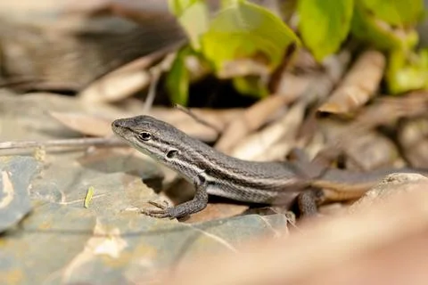 Long-tailed Lizard (Psammodromus algirus) Foto stock