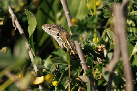 Long tailed lizard (Psammodromus algirus) camouflaged among bushes Stockfoto's