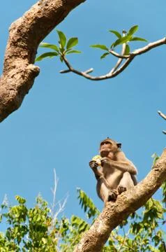 A long-tailed macaqu money eats corn on the tree in thailand Stock Photos