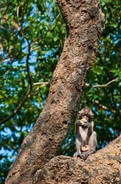 A long-tailed macaqu money eats corn on the tree in thailand Stock Photos