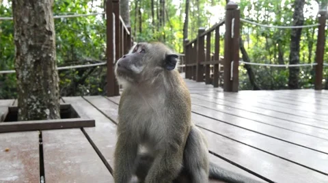Long-tailed Macaque, also known as Crab-eating Macaque Monkey Stock-Footage 47890950
