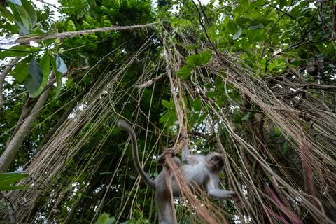 Long-Tailed Macaque Among Hanging Roots in Ubud Foto stock