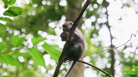 Long Tailed Macaque and Baby on a Tree in Singapore Stock Footage 338059491