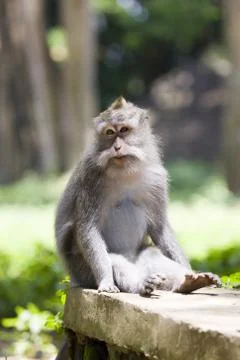 Long-tailed macaque champs apple Stock Photos