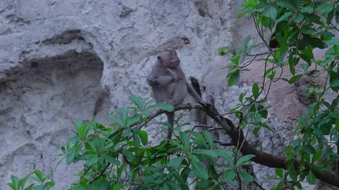 Long-tailed Macaque chilling on a tree in the Jungle, Thailand. Stock Footage 153527529