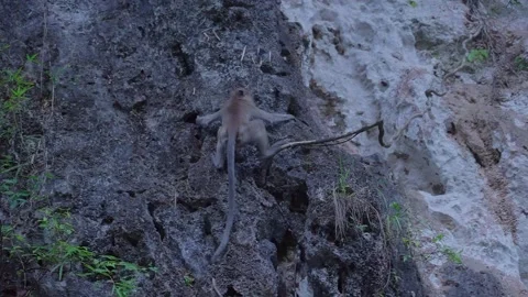 Long-tailed Macaque climbing a cliff, Thailand. Stock Footage 153527577