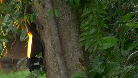 Long Tailed Macaque Climbing Off Light Stock Footage 344096806