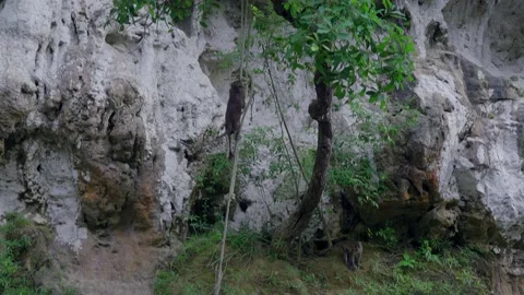 Long-tailed Macaque climbing a rope on a tree, Thailand. Stock Footage 153527190