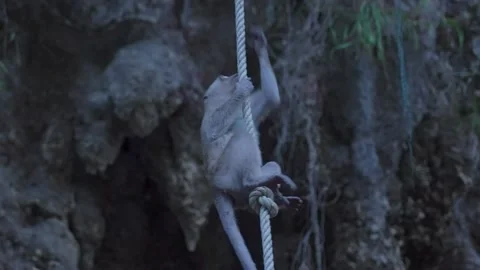 Long-tailed Macaque climbing a rope over a Cliff, Thailand. Stock Footage 153527702