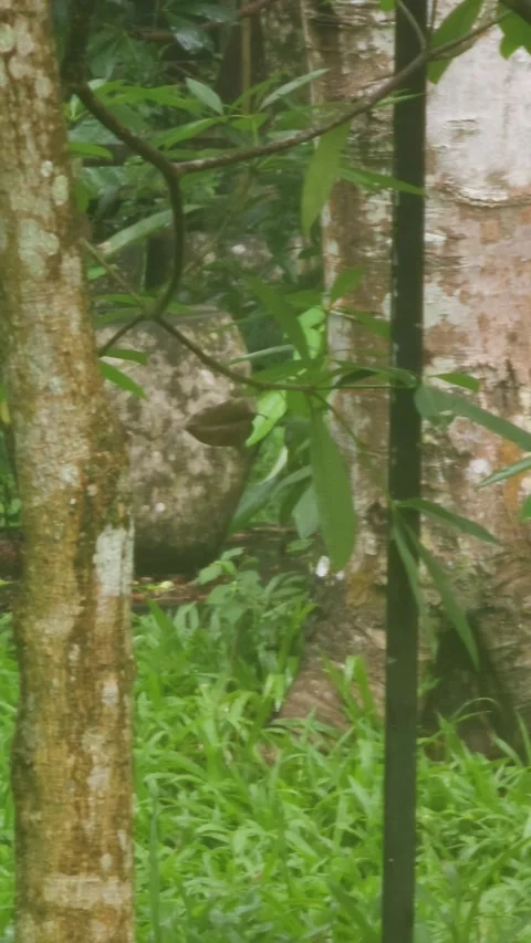 Long-tailed Macaque Climbing a Tree in Indonesian Forest Vídeos de archivo 332969754