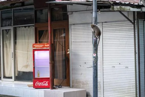 Long-Tailed Macaque Climbs Utility Pole in Ubud 写真素材