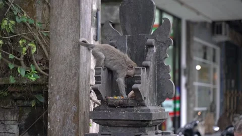 Long tailed macaque eating offerings in ubud Vídeos de archivo 330767657