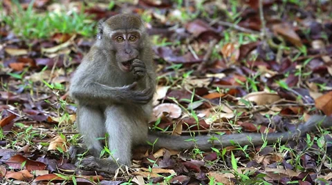 A Long-tailed Macaque eating a seed nut in the jungles of Borneo. Stock Footage 32548109