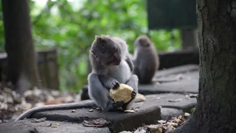 Long tailed macaque eating stolen food in the jungle monkey forest ubud 스톡 동영상 330718051