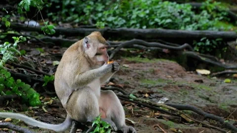 Long-tailed macaque eating in tropical rain forest Stock Footage 319967940