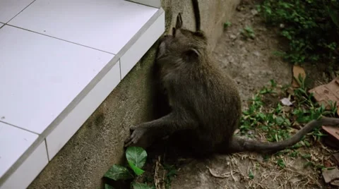 Long-tailed macaque Video stock 56232011