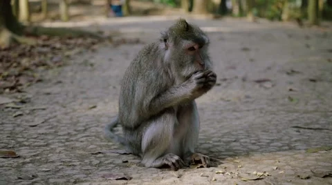 Long-tailed macaque Stock Footage 56235745
