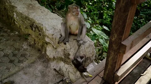 Long-tailed macaque Stock Footage 56236291