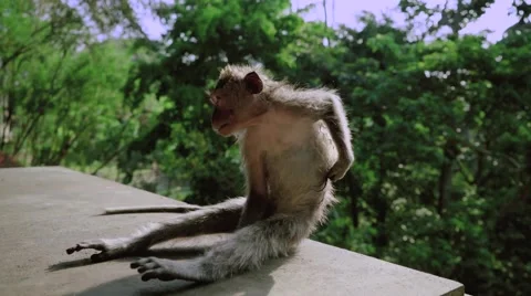 Long-tailed macaque Stock Footage 56236350